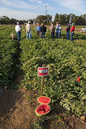 Watermelon_SV7018WA_CA_0026