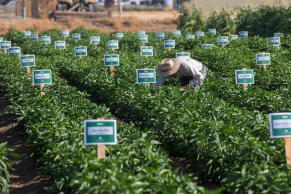 SweetPeppers_FieldDays_Woodland_CA_0180