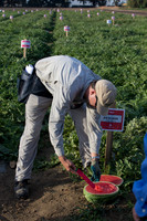 Watermelon_SV7018WA_CA_0021