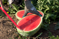 Watermelon_SV7018WA_CA_0008