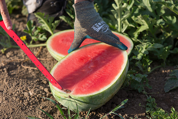 Watermelon_SV7018WA_CA_0008