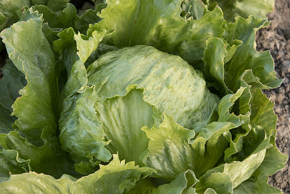 Lettuce_SureShot_CA_0026