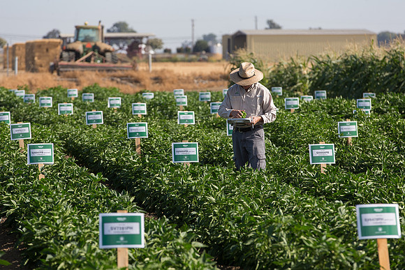 SweetPeppers_FieldDays_Woodland_CA_0184