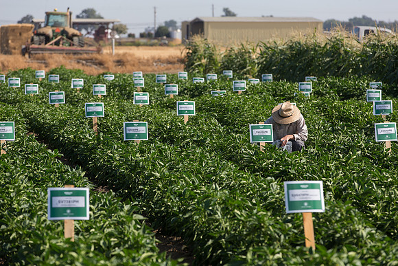 SweetPeppers_FieldDays_Woodland_CA_0170