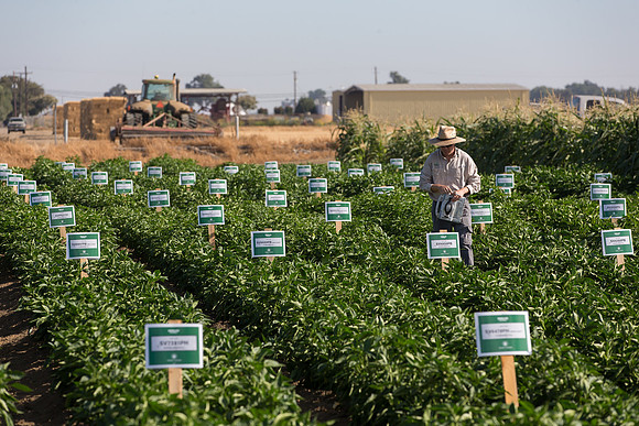 SweetPeppers_FieldDays_Woodland_CA_0169