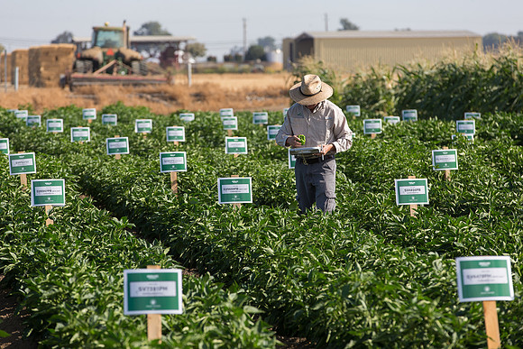 SweetPeppers_FieldDays_Woodland_CA_0183