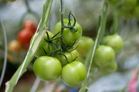 Tomatoes_Bountice_6