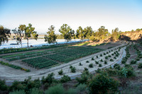 HomeGarden_FieldTrials_Camarillo_CA_0018