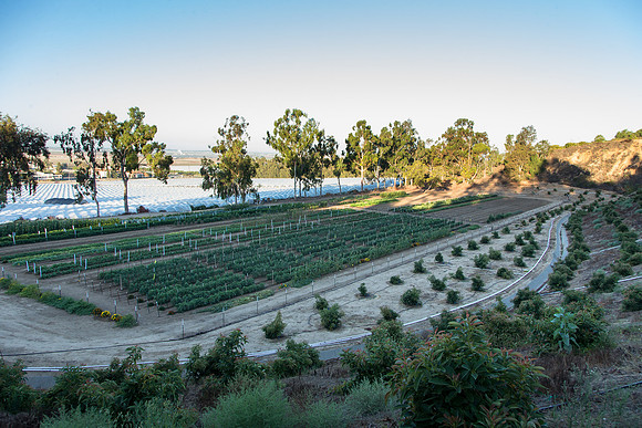 HomeGarden_FieldTrials_Camarillo_CA_0018