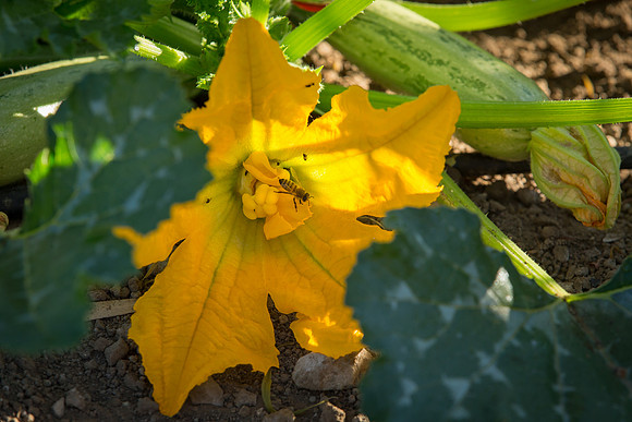 HomeGarden_FieldTrials_Camarillo_CA_0075