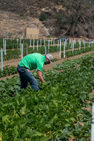 HomeGarden_FieldTrials_Camarillo_CA_0013