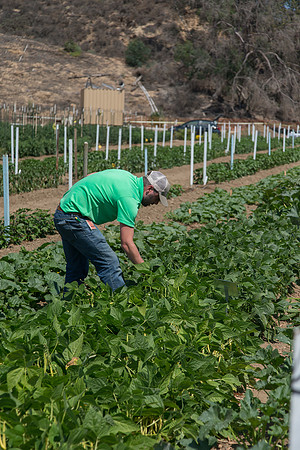 HomeGarden_FieldTrials_Camarillo_CA_0013