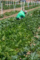 HomeGarden_FieldTrials_Camarillo_CA_0016