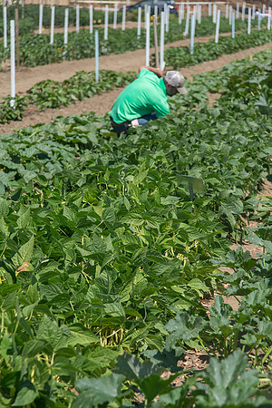 HomeGarden_FieldTrials_Camarillo_CA_0016