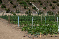 HomeGarden_FieldTrials_Camarillo_CA_0005