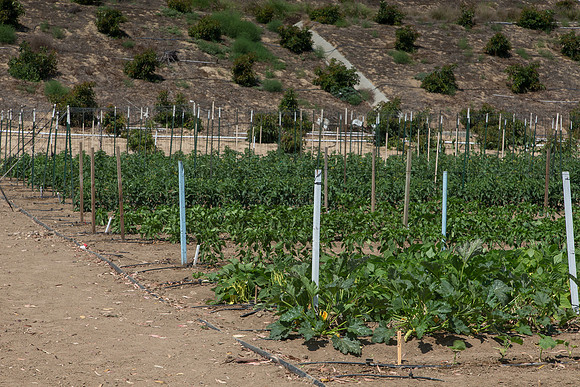 HomeGarden_FieldTrials_Camarillo_CA_0005
