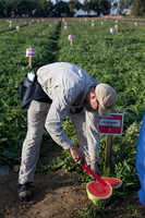 Watermelon_SV7018WA_CA_0020
