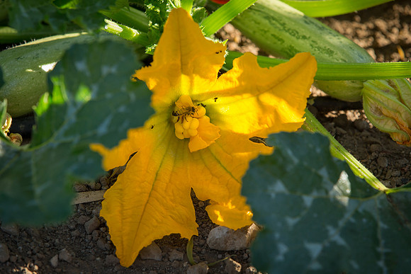 HomeGarden_FieldTrials_Camarillo_CA_0069