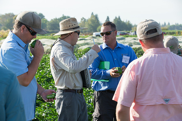 SweetPeppers_FieldDays_Woodland_CA_0092