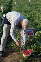 Watermelon_SV7018WA_CA_0015