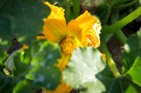 HomeGarden_FieldTrials_Camarillo_CA_0059