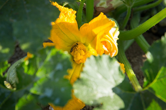 HomeGarden_FieldTrials_Camarillo_CA_0059