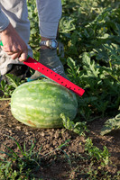 Watermelon_SV7018WA_CA_0003