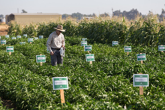 SweetPeppers_FieldDays_Woodland_CA_0174