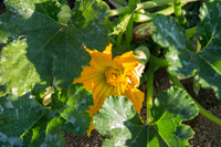 HomeGarden_FieldTrials_Camarillo_CA_0047