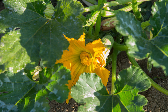 HomeGarden_FieldTrials_Camarillo_CA_0047