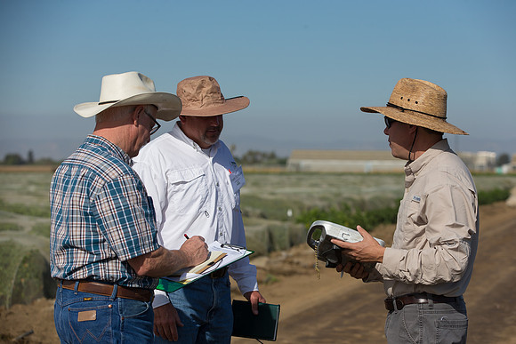 SweetPeppers_FieldDays_Woodland_CA_0197