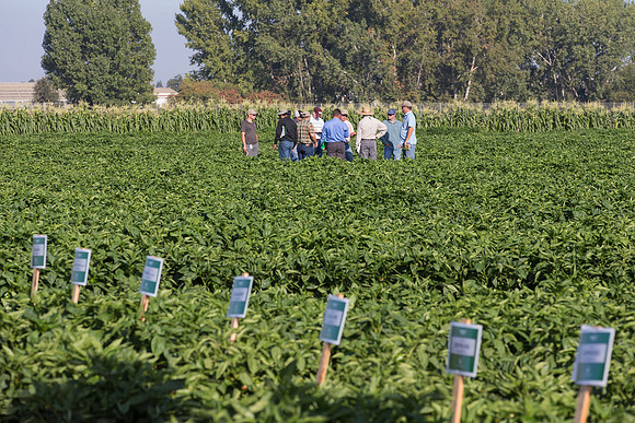 SweetPeppers_FieldDays_Woodland_CA_0151