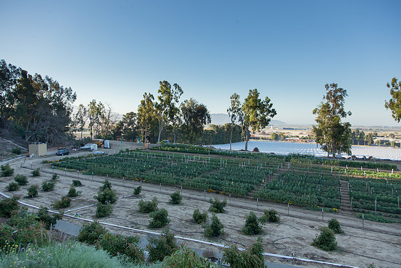 HomeGarden_FieldTrials_Camarillo_CA_0034