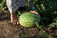 Watermelon_SV7018WA_CA_0004