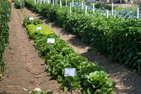 HomeGarden_FieldTrials_Camarillo_CA_0008