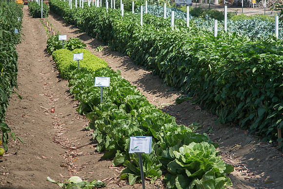 HomeGarden_FieldTrials_Camarillo_CA_0008