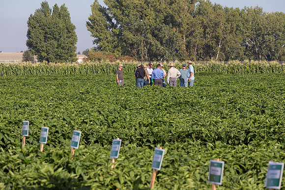 SweetPeppers_FieldDays_Woodland_CA_0149