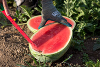 Watermelon_SV7018WA_CA_0009