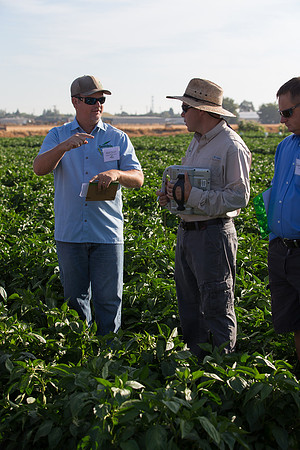 SweetPeppers_FieldDays_Woodland_CA_0045
