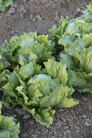 Lettuce_SureShot_CA_0007