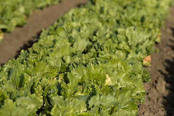 Lettuce_SureShot_CA_0045