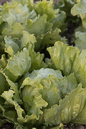 Lettuce_SureShot_CA_0010
