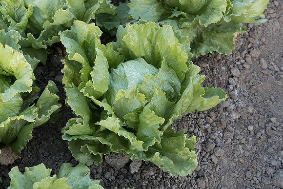 Lettuce_SureShot_CA_0003