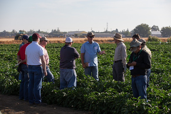 SweetPeppers_FieldDays_Woodland_CA_0047