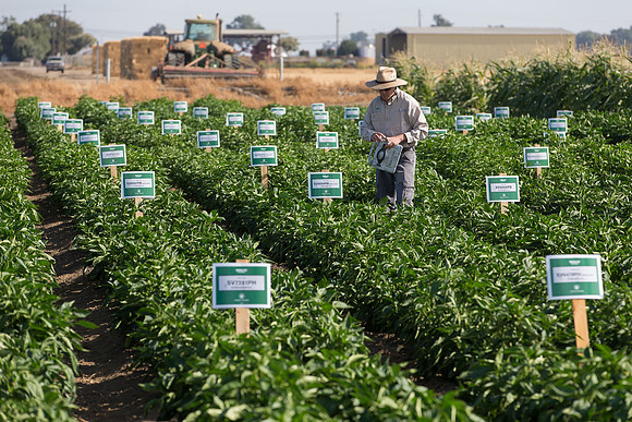 SweetPeppers_FieldDays_Woodland_CA_0177