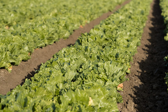Lettuce_SureShot_CA_0042