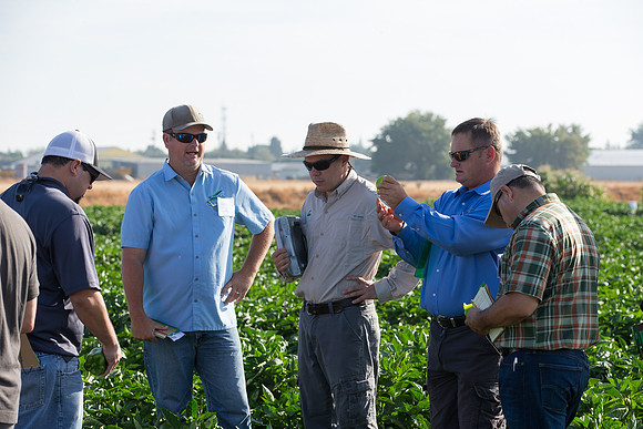 SweetPeppers_FieldDays_Woodland_CA_0142