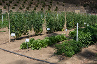 HomeGarden_FieldTrials_Camarillo_CA_0003