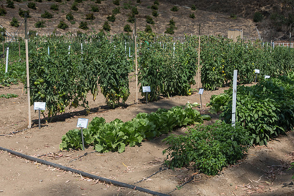 HomeGarden_FieldTrials_Camarillo_CA_0003