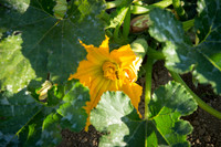 HomeGarden_FieldTrials_Camarillo_CA_0050